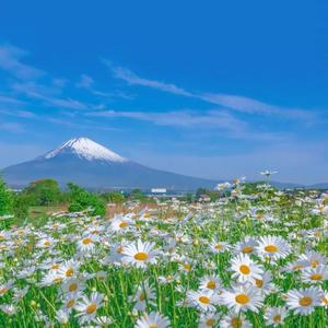 欧美XXX柔术做爰
